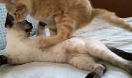 萌宠短视频,短视频里的可爱日常